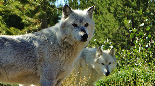 Wolf Pair by Nelma Oman