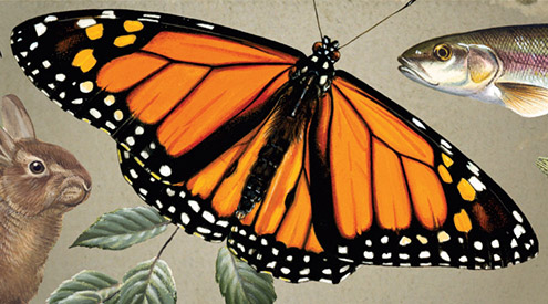 Wildlife Guide banner