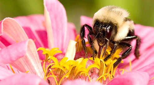 bee, Tianne Strombeck