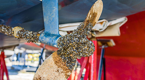 Zebra Mussels on propeller, Shutterstock