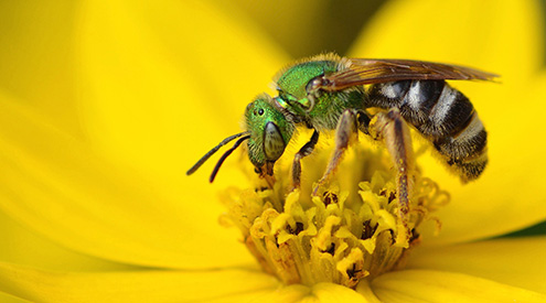 Sweat Bee, Shutterstock