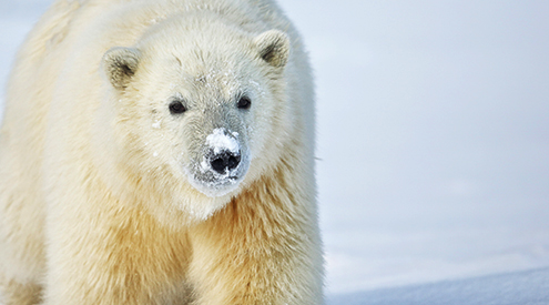 Polar bear cub, Michael Henry