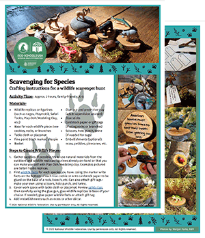 Eco Schools Scavenging for Species Printable Activity Sheet