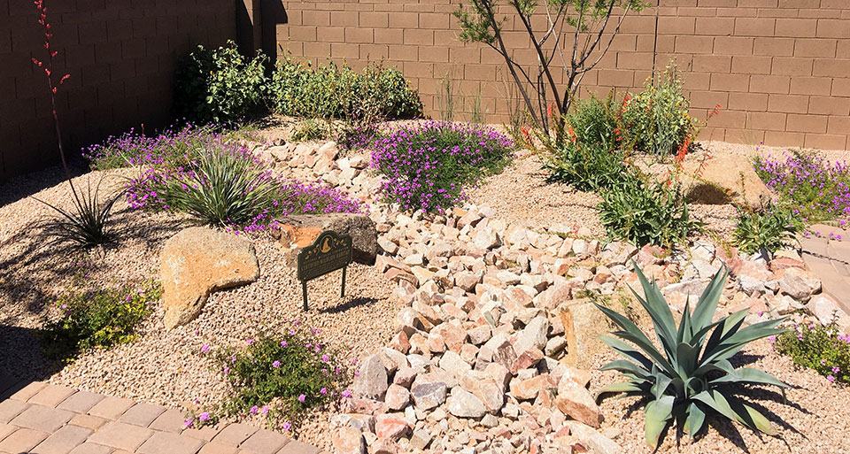An image of a fenced backyard in Tucson, with purple Texas sage blooms.