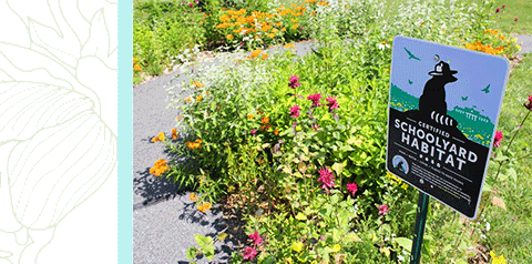 A yard sign from the National Wildlife Federation's Certified Schoolyard Habitat program installed beside a sunny garden featuring red, hot pink, orange, and white flowers. 