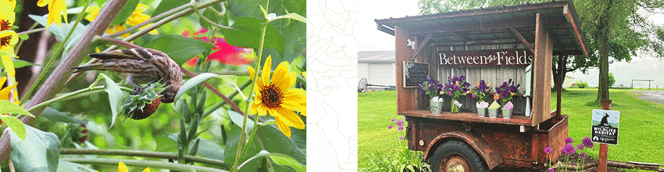 Collage featuring two images: A brown pine siskin finch picking seeds from the head of a sunflower, and a pop-up flower shop on an antique metal wagon parked beside a Certified for Wildlife Habitat sign.
