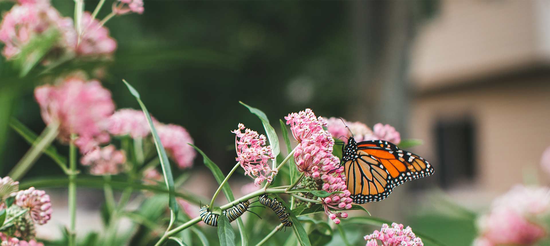 Pink blooms of swamp milkweed supporting a monarch butterfly with its nectar and several monarch caterpillars with its leaves. 