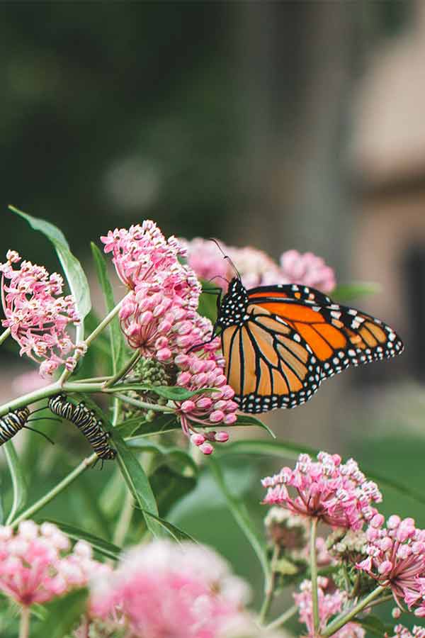 Pink blooms of swamp milkweed supporting a monarch butterfly with its nectar and several monarch caterpillars with its leaves. 