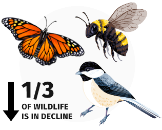 An illustration of a monarch butterfly, a bee, and a chickadee with a downward arrow indicating that one third of wildlife is in decline.