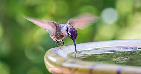 Hummingbird in flight sipping water from a birdbath.