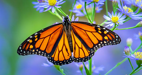 A monarch butterfly rests on blooming purple aster flowers.