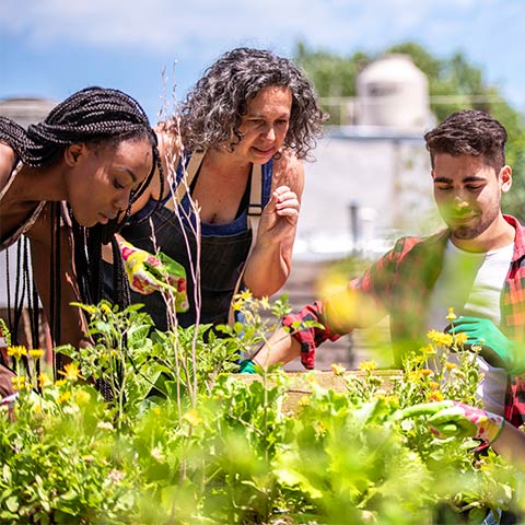 A group of four adults gathered around plant to discuss how to care for a garden.