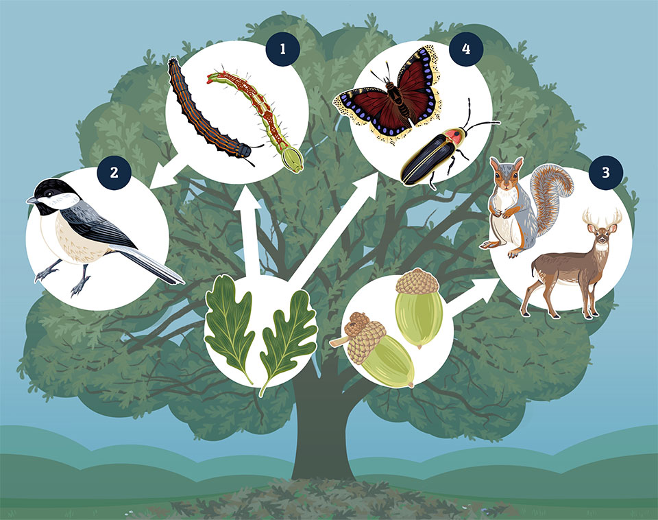 An illustration depicting a foodweb of wildlife dependent on native oak species.