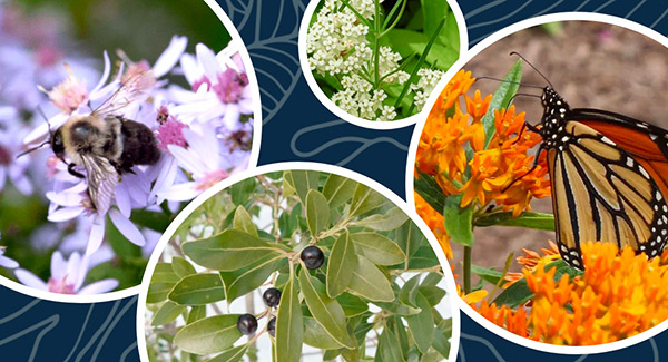 Collage of photos that includes a bumble bee on a purple aster flower, a monarch butterfly on orange butterfly milkweed, dark berries on an inkberry shrub, and small white flowers.