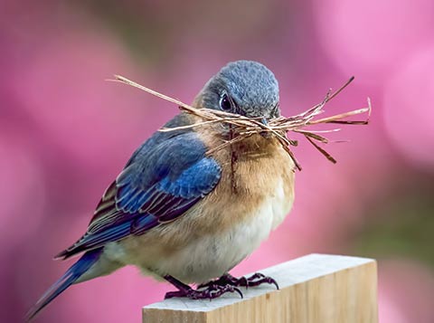 An Eastern bluebird gathering nesting material.