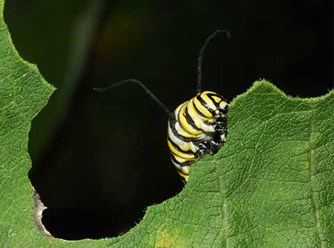 A monarch caterpillar, striped with yellow, black, and white bands, munching on green milkweed leaves.