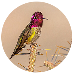 Anna's Hummingbird perched on spiky plant