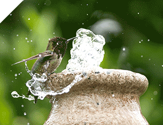 Anna's hummingbird perched on garden bubbler fountain