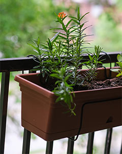 Native butterfly weed planted in a hanging planter