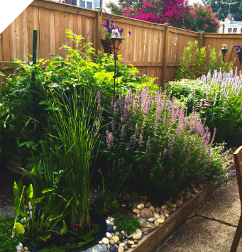 Native plant garden