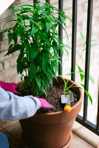 Planting native bee balm and asters in a terracotta pot