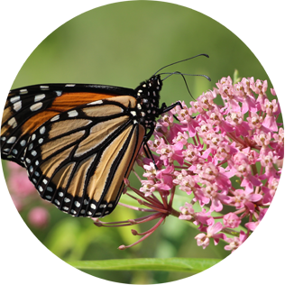 Monarch butterfly on swamp milkweed