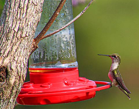 A hummingbird perched of the rim of a red hummingbird feeder.
