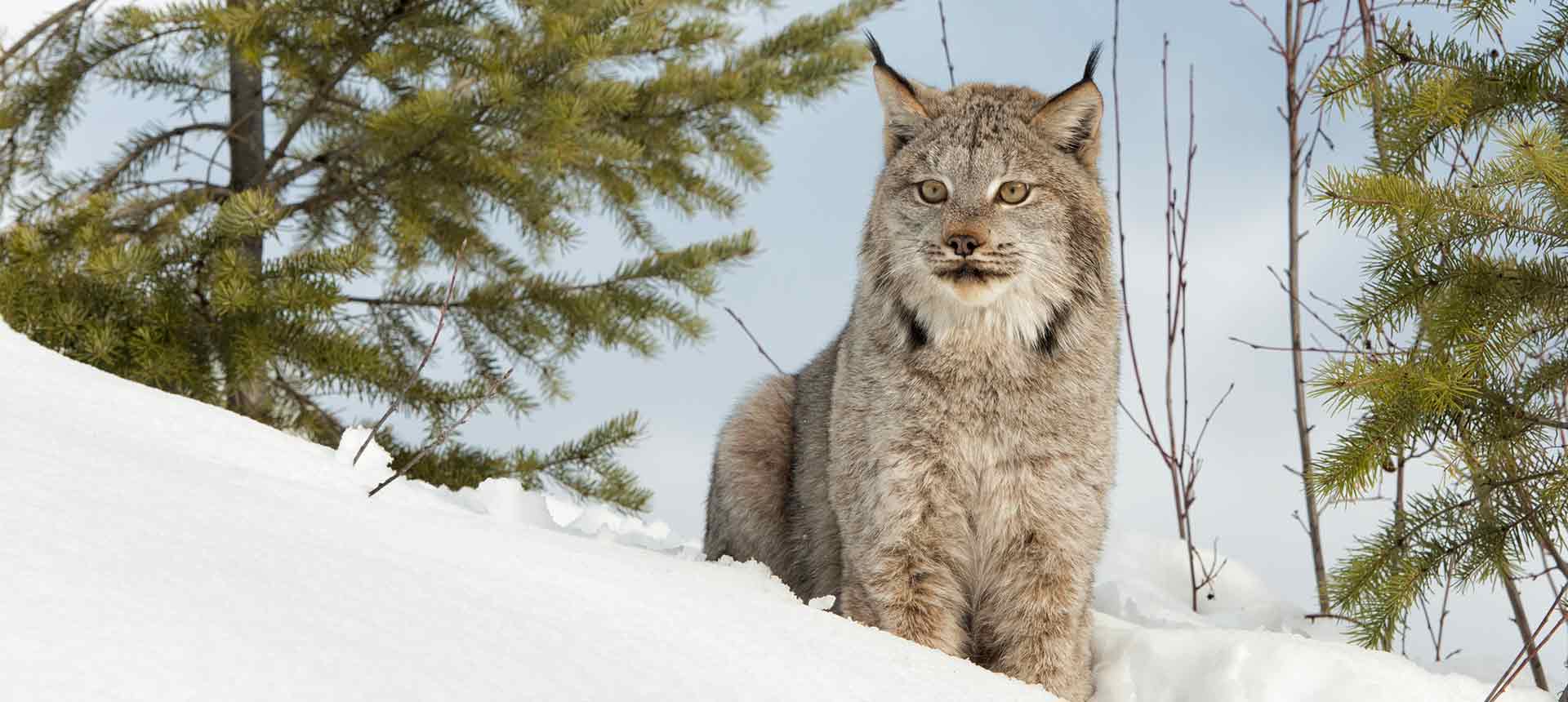 Canadian Lynx in Snow