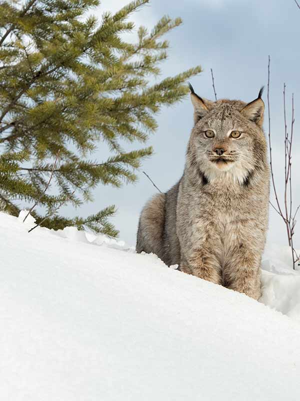 Canadian Lynx in Snow