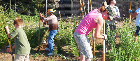 People digging with shovels in garden area