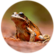 California red-legged frog