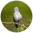 Northern mockingbird