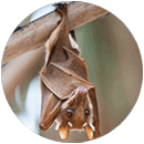 Bat hanging from branch