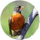 American robin perched on branch