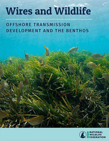 Wires and Wildlife Offshore Transmission Development and the Benthos Report Cover