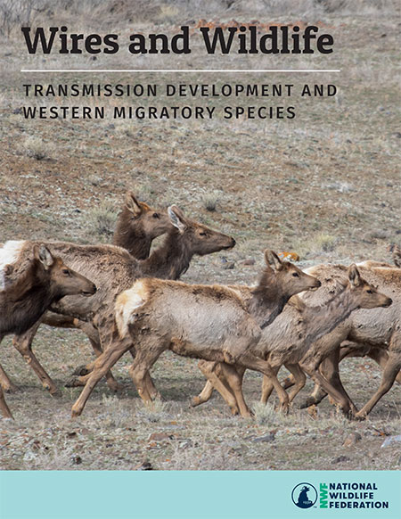 Wires and Wildlife: Transmission Development and Western Migratory Species Report Cover