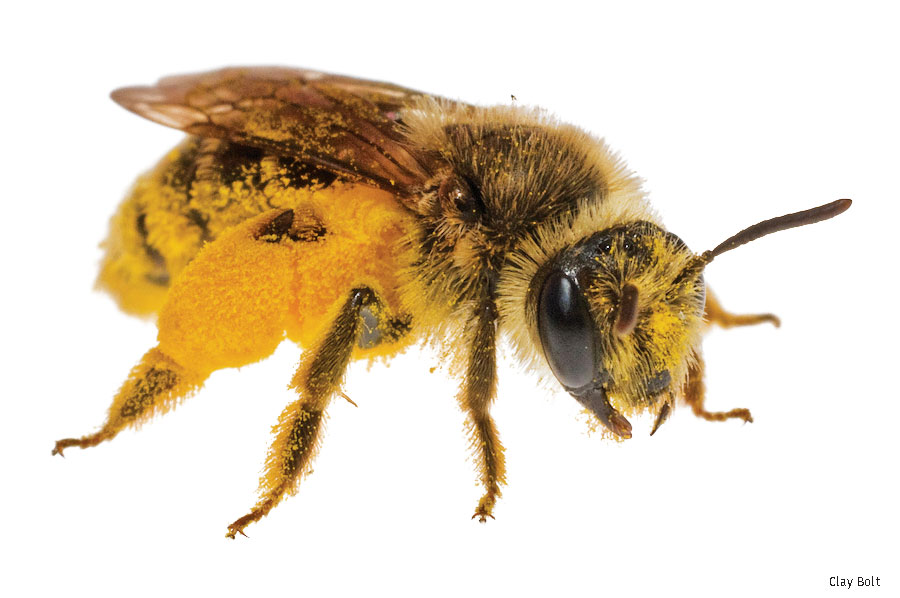 Andrena bee