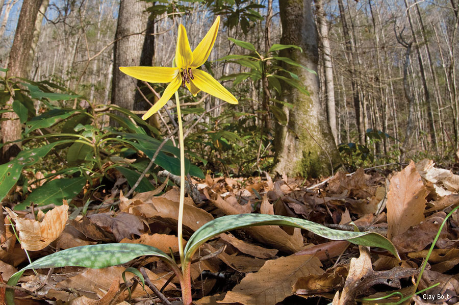 Trout Lily