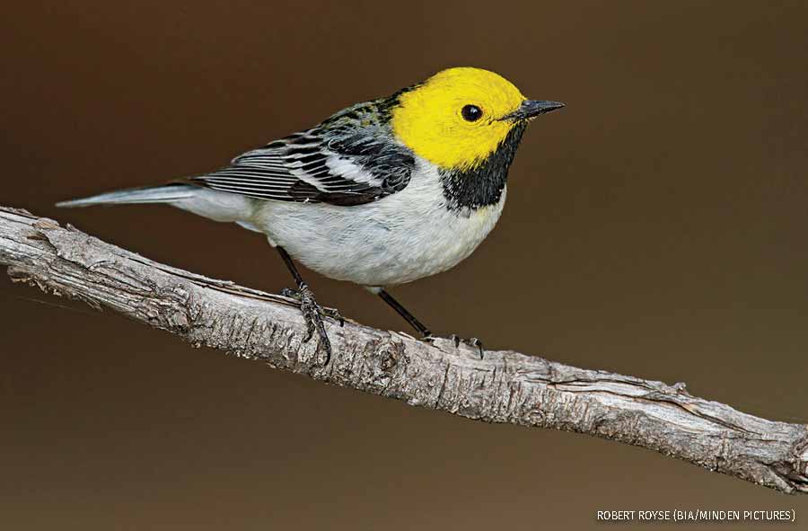 Hermit Warbler