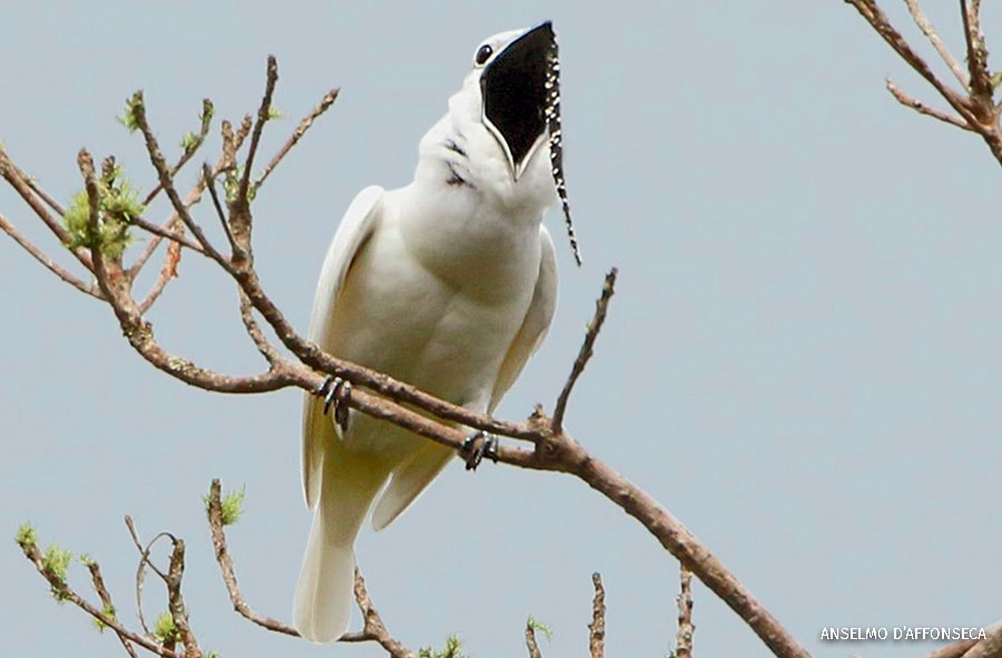 A male white bellbird calling