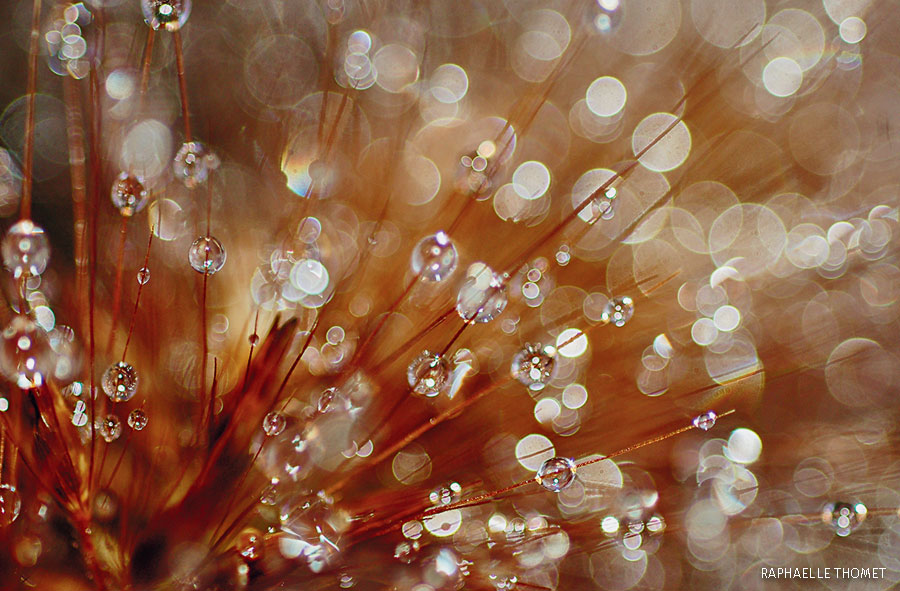water drops on grass