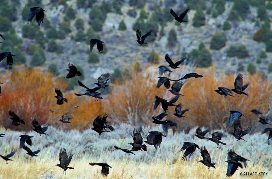 American Crows flock together in what is called a murder at Castle Rocks State Park