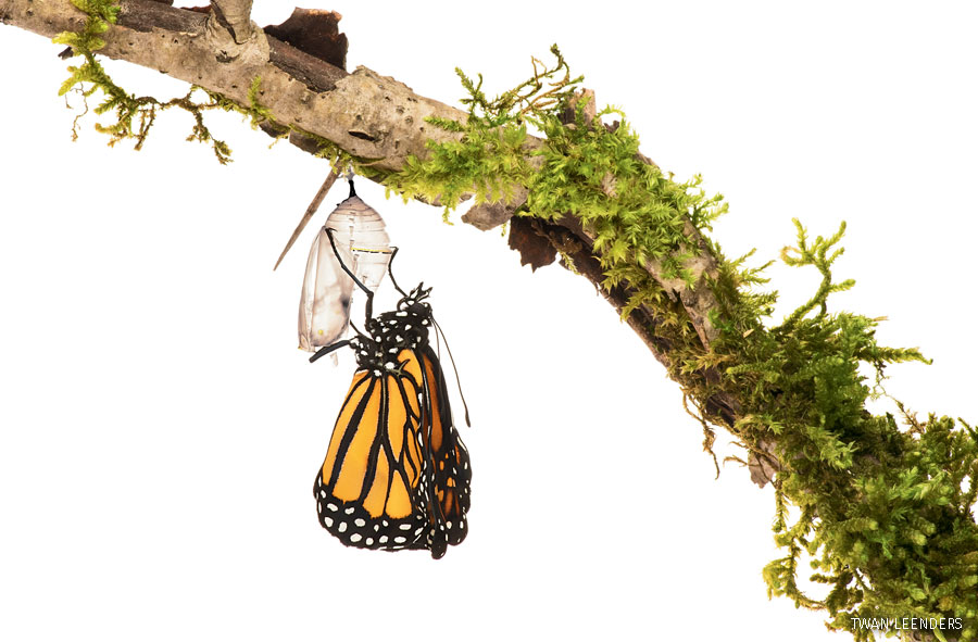 Monarch butterfly emerging from chrysalis