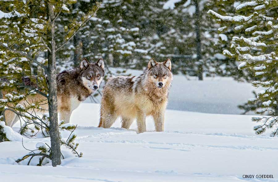 Two wild wolves in Yellowstone National Park.