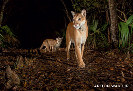 An image of a female Florida panther and two kittens walking down a trail at Babcock Ranch Preserve.
