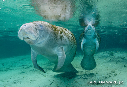 An image of a West Indian Manatee and calf.