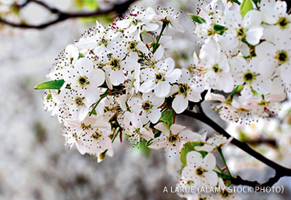 An image of a Bradford Pear tree in spring bloom.