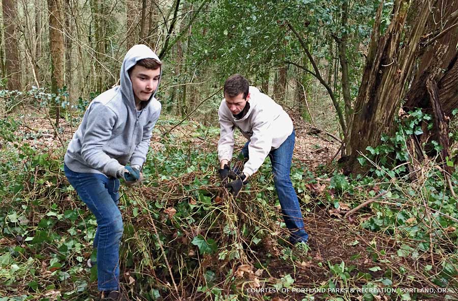An image of two people pulling up ivy.