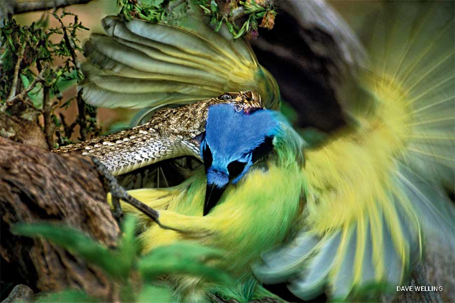 An image of a western diamondback rattlesnake striking a green jay.