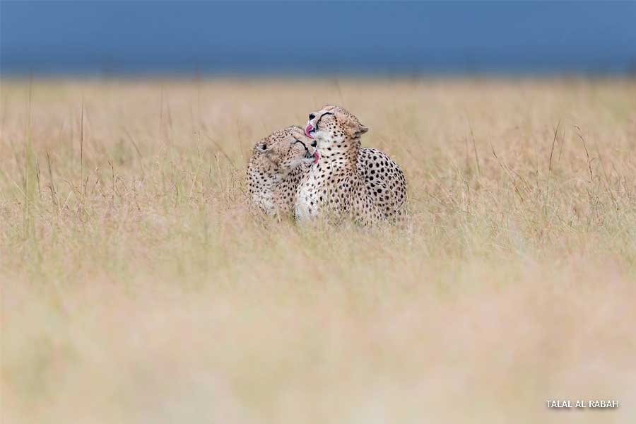 An image of two cheetahs grooming each other.